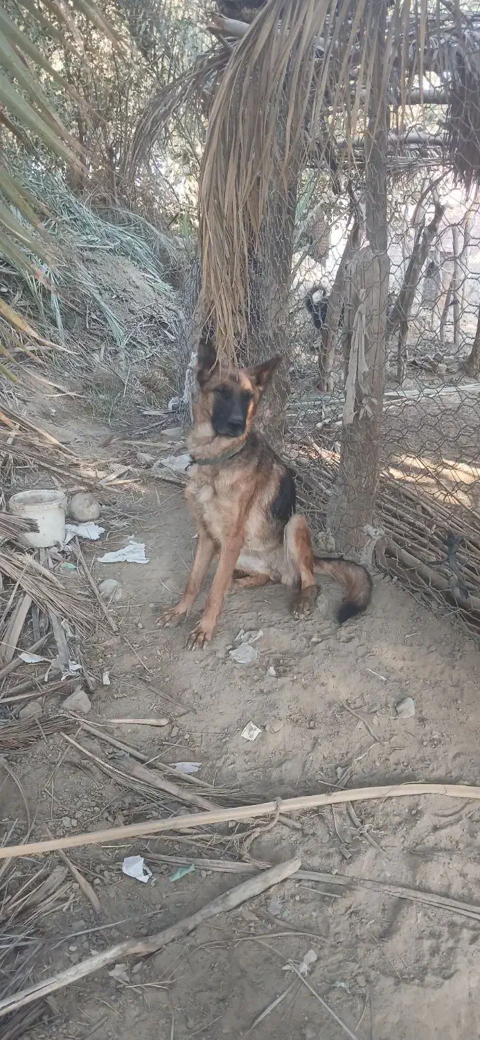 سگ ژرمن ماده|سگ|عنبرآباد, |دیوار