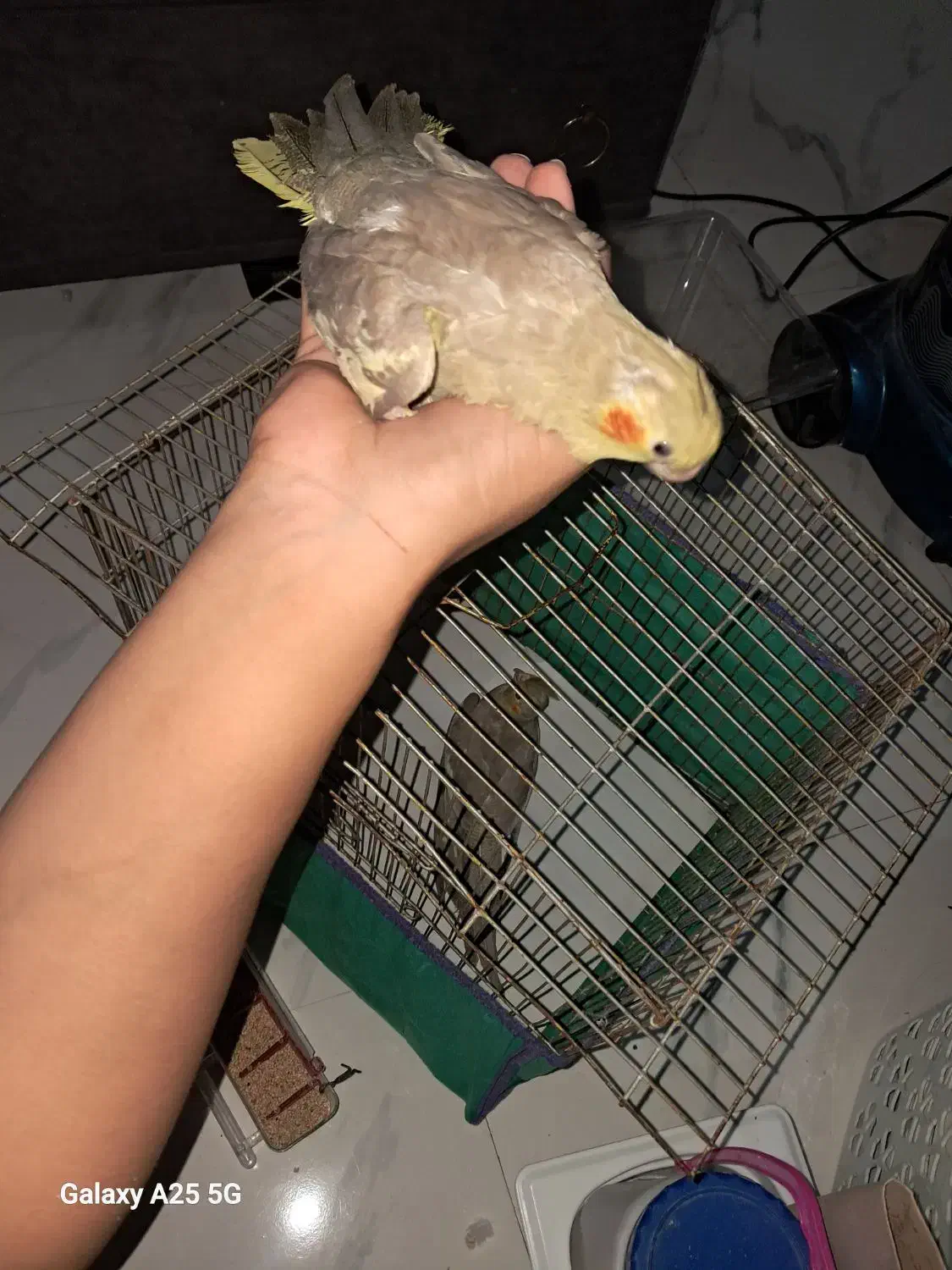 عروس هلندی|پرنده|کوچصفهان, |دیوار