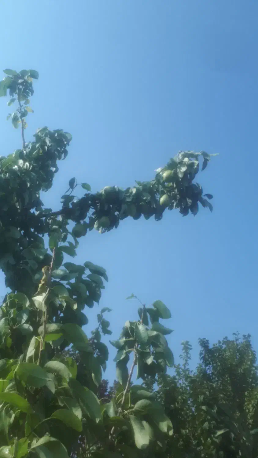 باغ گل محمدی و درختان میوه|فروش دفتر صنعتی، کشاورزی، تجاری|برزک, |دیوار