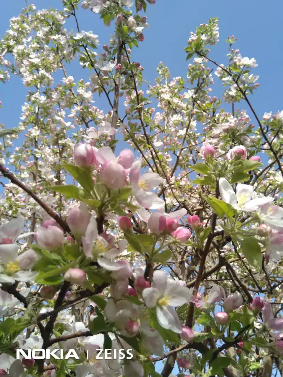 باغ|فروش دفتر صنعتی، کشاورزی، تجاری|بروجرد, |دیوار