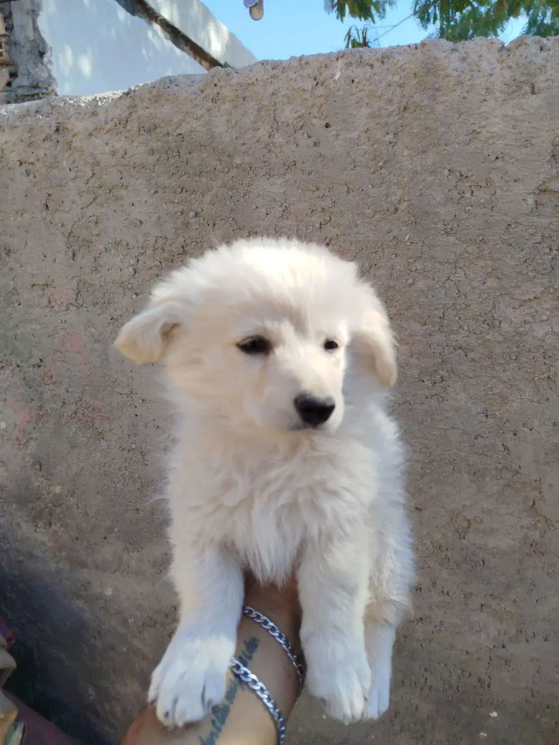 واگذاری سگ|سگ|بم, |دیوار