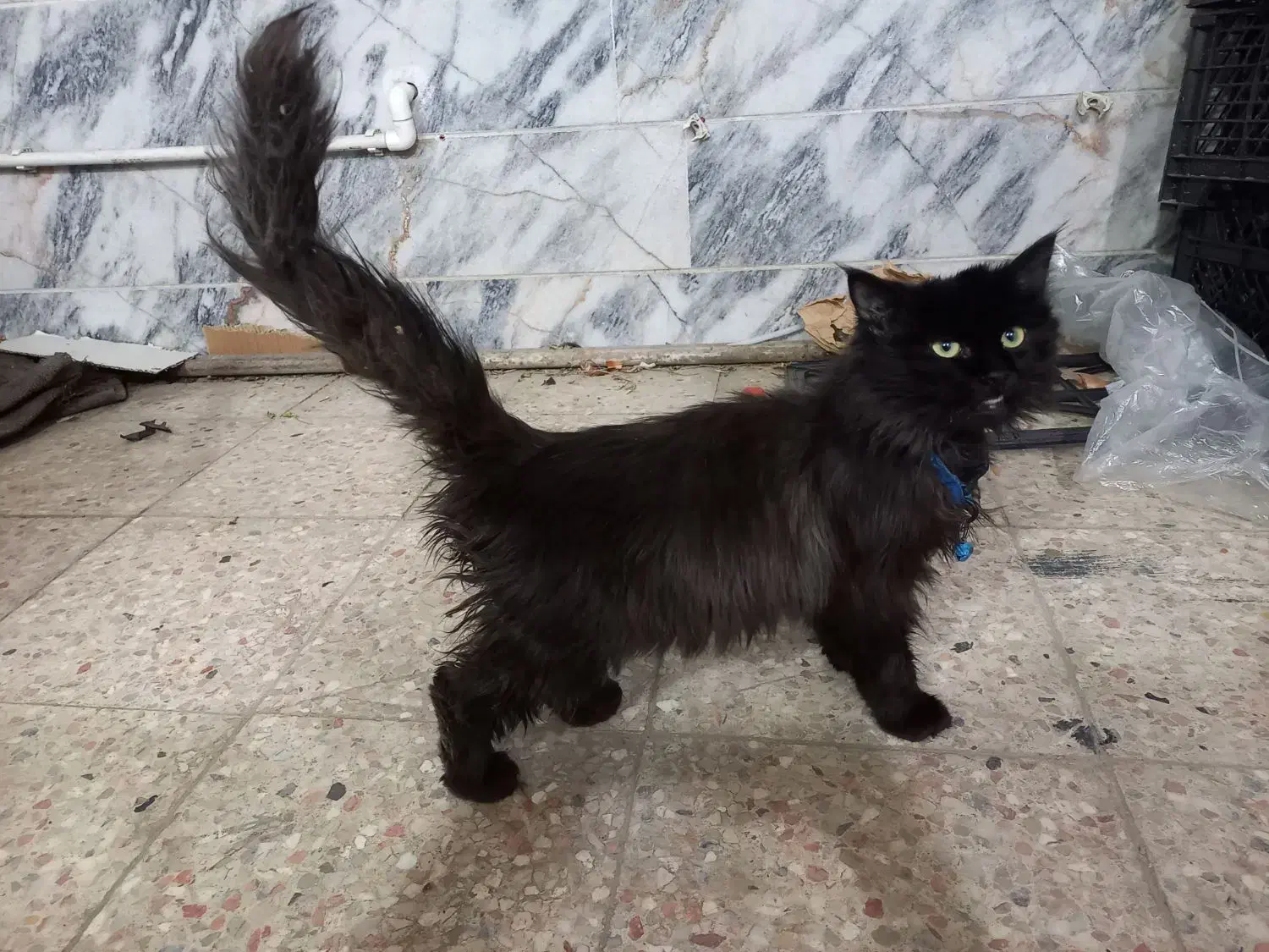 گربه پرشین|گربه|مشهد, سجاد شهر|دیوار