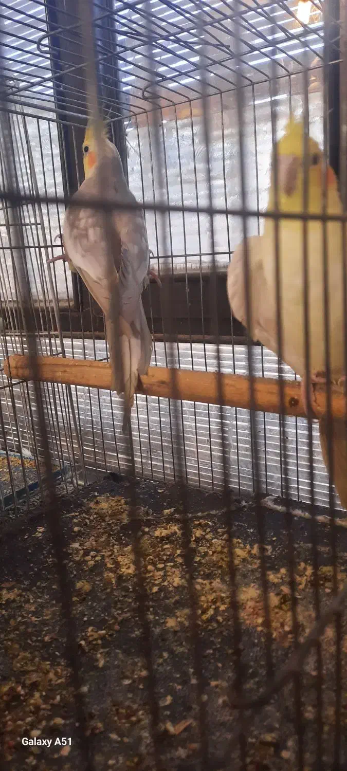 عروس هلندی|پرنده|کهریزک, |دیوار