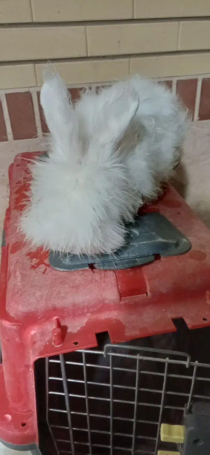 فروش خرگوش نژاد آنگورا|موش و خرگوش|آران و بیدگل, |دیوار