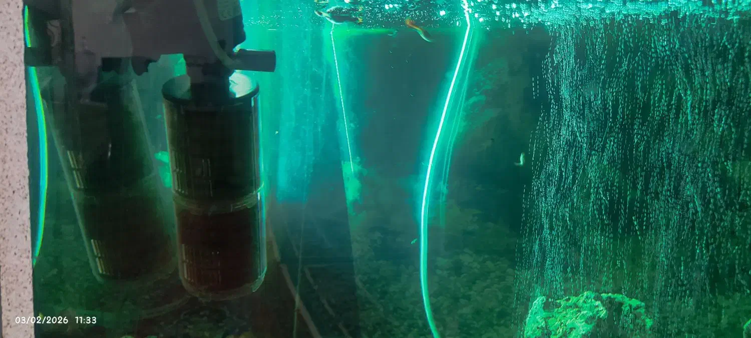 اکواریوم|ماهی|محمدبار, |دیوار