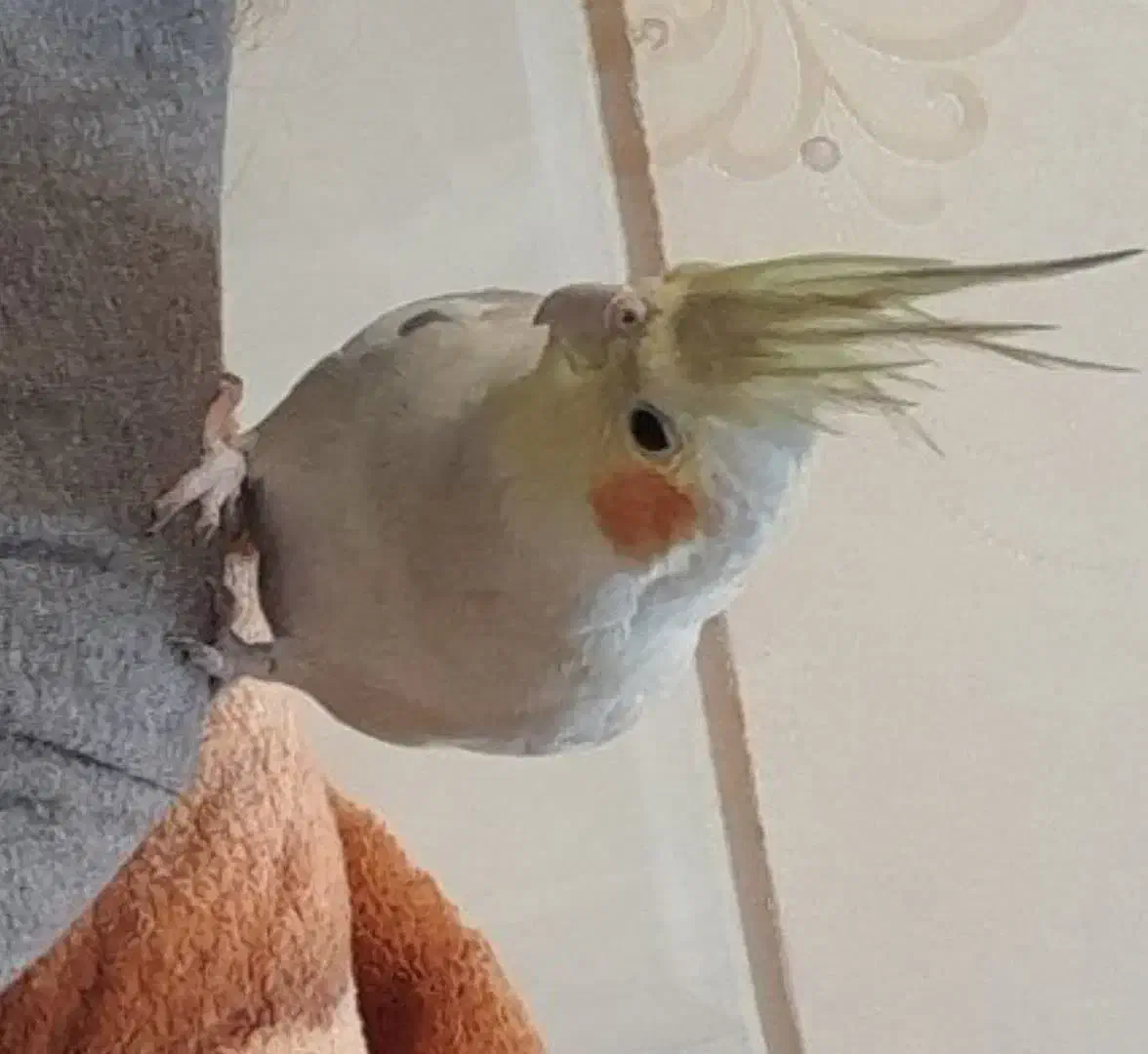 مرغ عروس|پرنده|آران و بیدگل, |دیوار