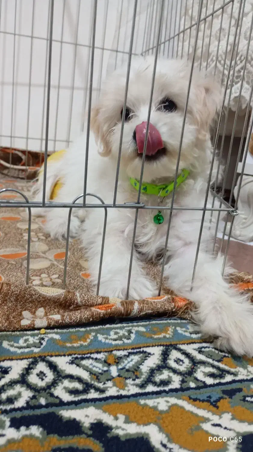 شیتزو پودل تریر|سگ|ارومیه, |دیوار