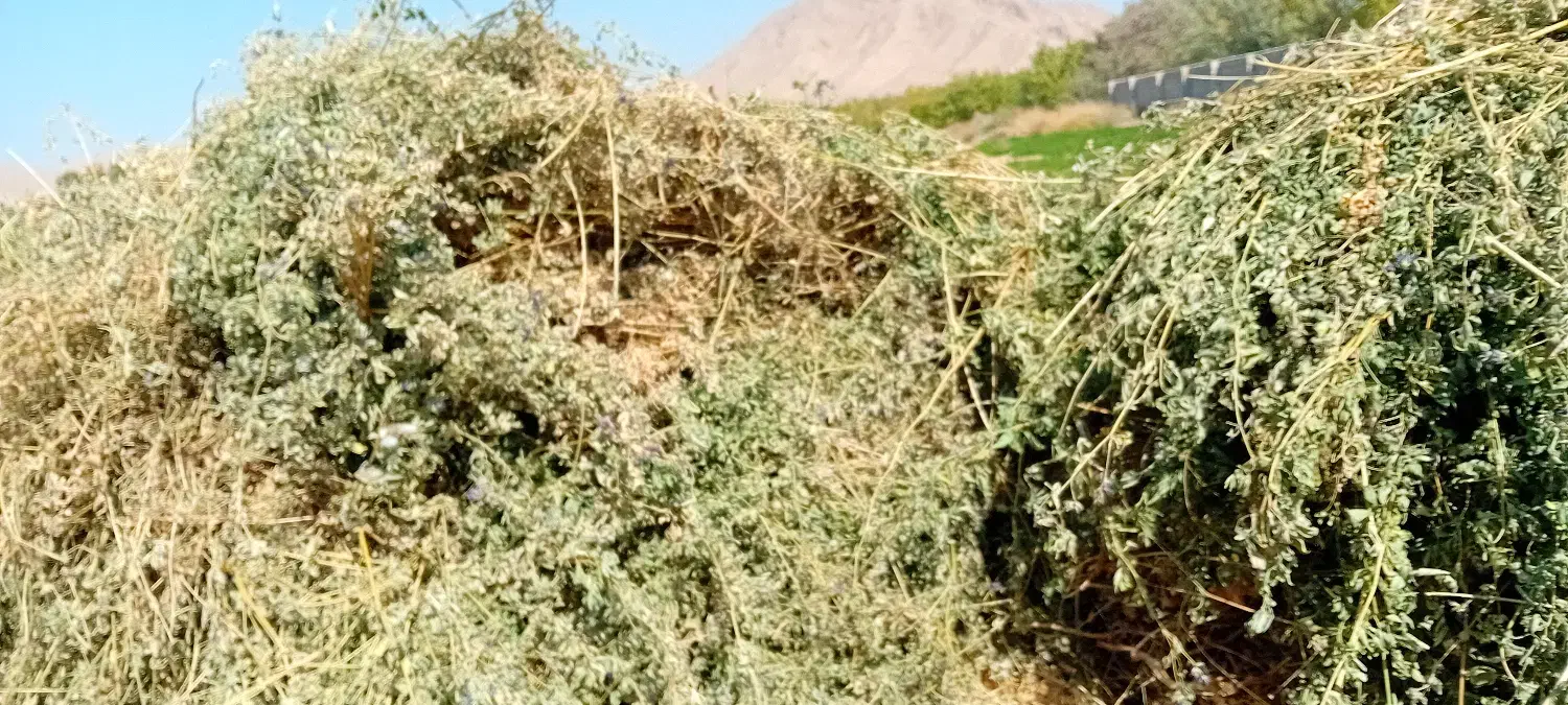 یونجه خشک)بیده( دسته بند درجه یک|لوازم جانبی حیوانات|شاهرود, |دیوار