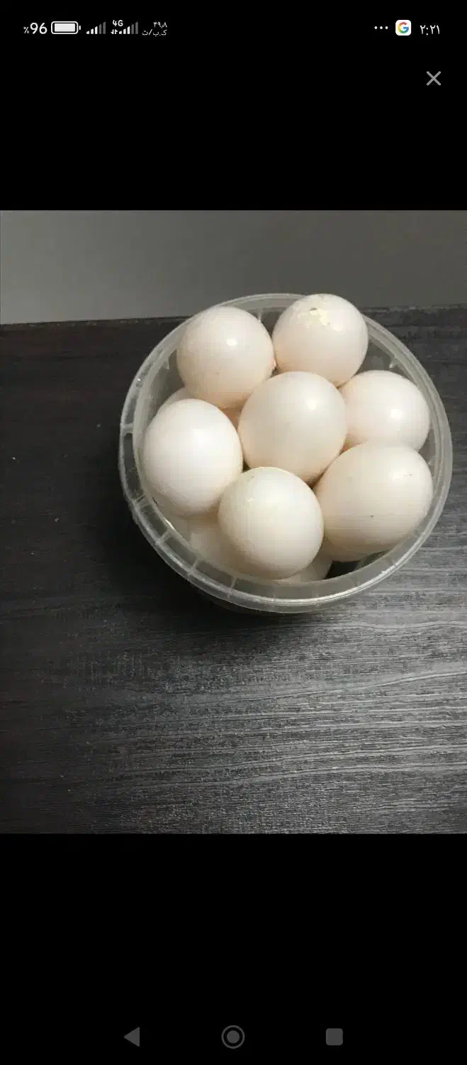 تخم کفتر|خوردنی و آشامیدنی|قم, کلهری|دیوار