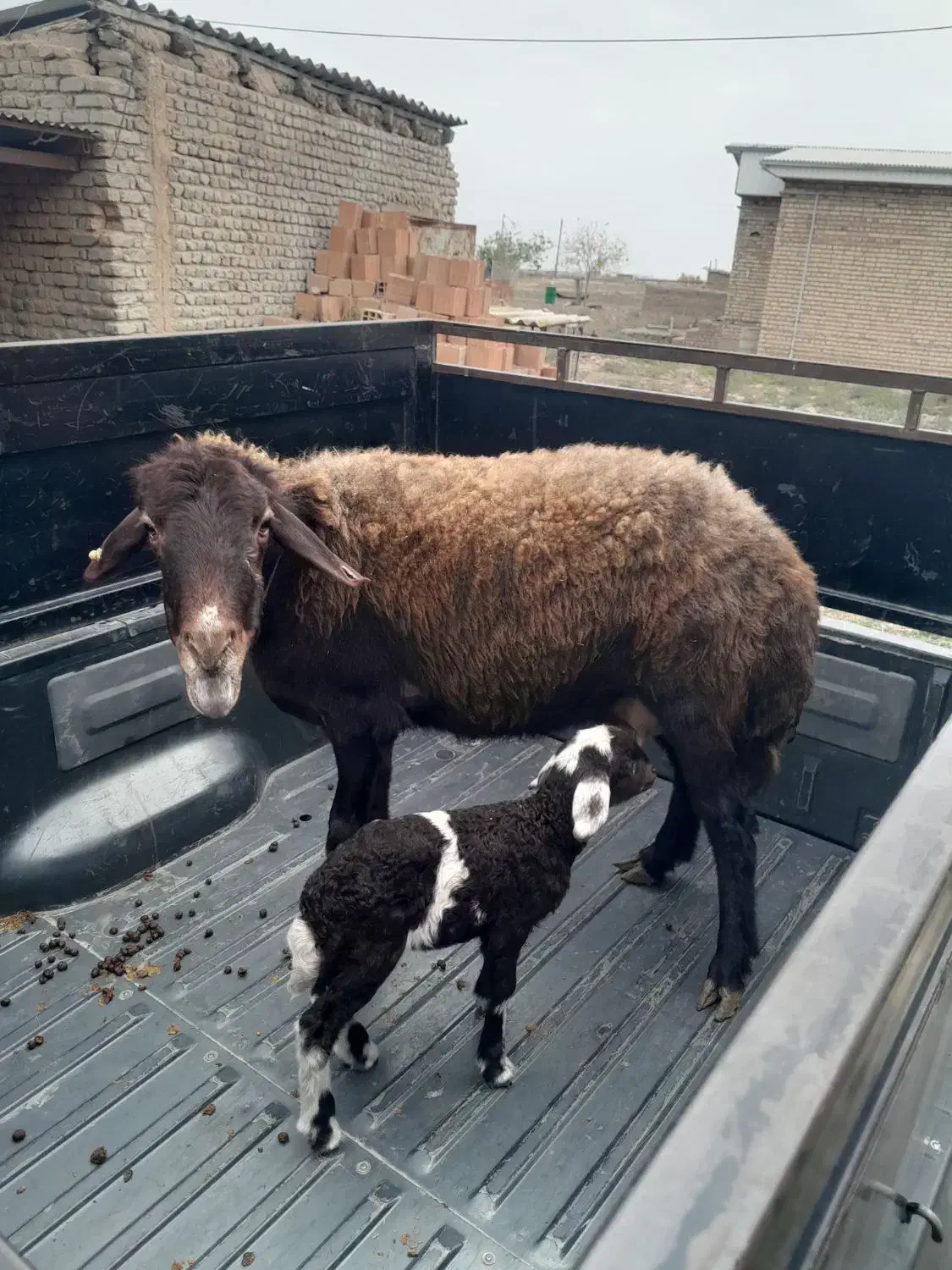 گوسفند بره دار|حیوانات مزرعه|آق قلا, |دیوار