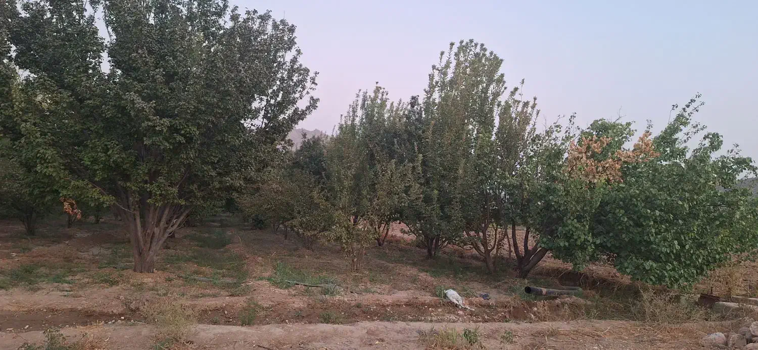 فروش باغ|فروش زمین و ملک کلنگی|رونیز, |دیوار