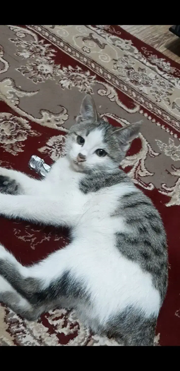 گربه گم شده درصفادشت|گربه|صفادشت, |دیوار