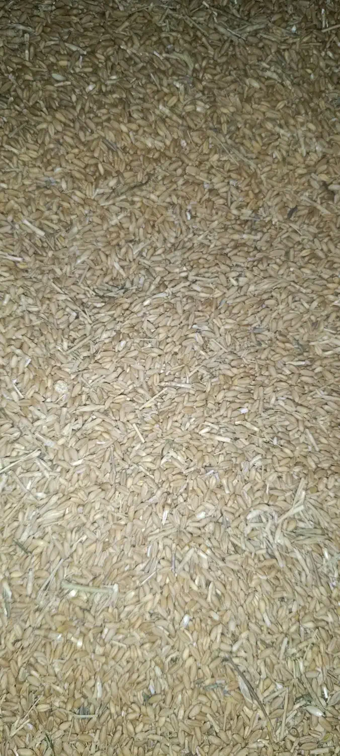 معاوضه گندم با جوجه لاری|حیوانات مزرعه|قوچان, |دیوار