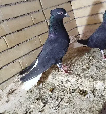 دو عدد ماده|پرنده|نیشابور, بنیاد شهید|دیوار