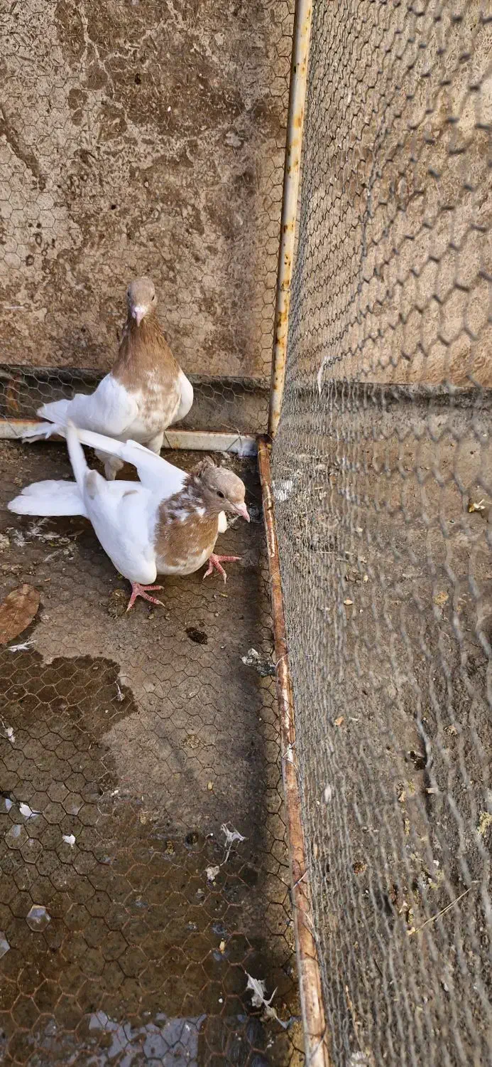 کبوتر کله ای زرد|پرنده|مبارکه, |دیوار