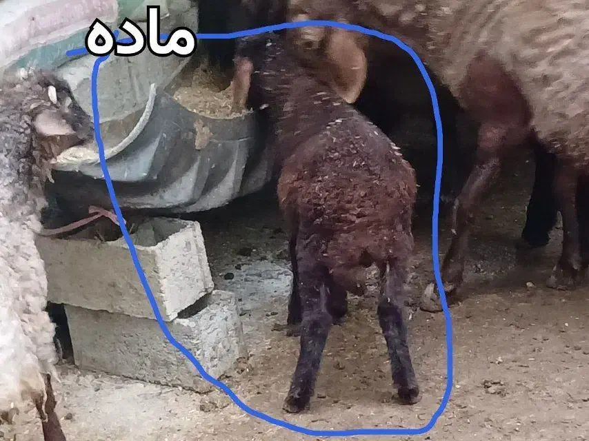 فروش دو عدد بره نر و ماده  معاوضه با ابستن هم داره|حیوانات مزرعه|نکا, |دیوار