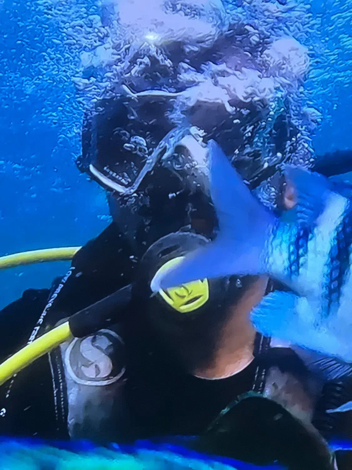 غواصی vip کیش|تور و چارتر|کیش, |دیوار