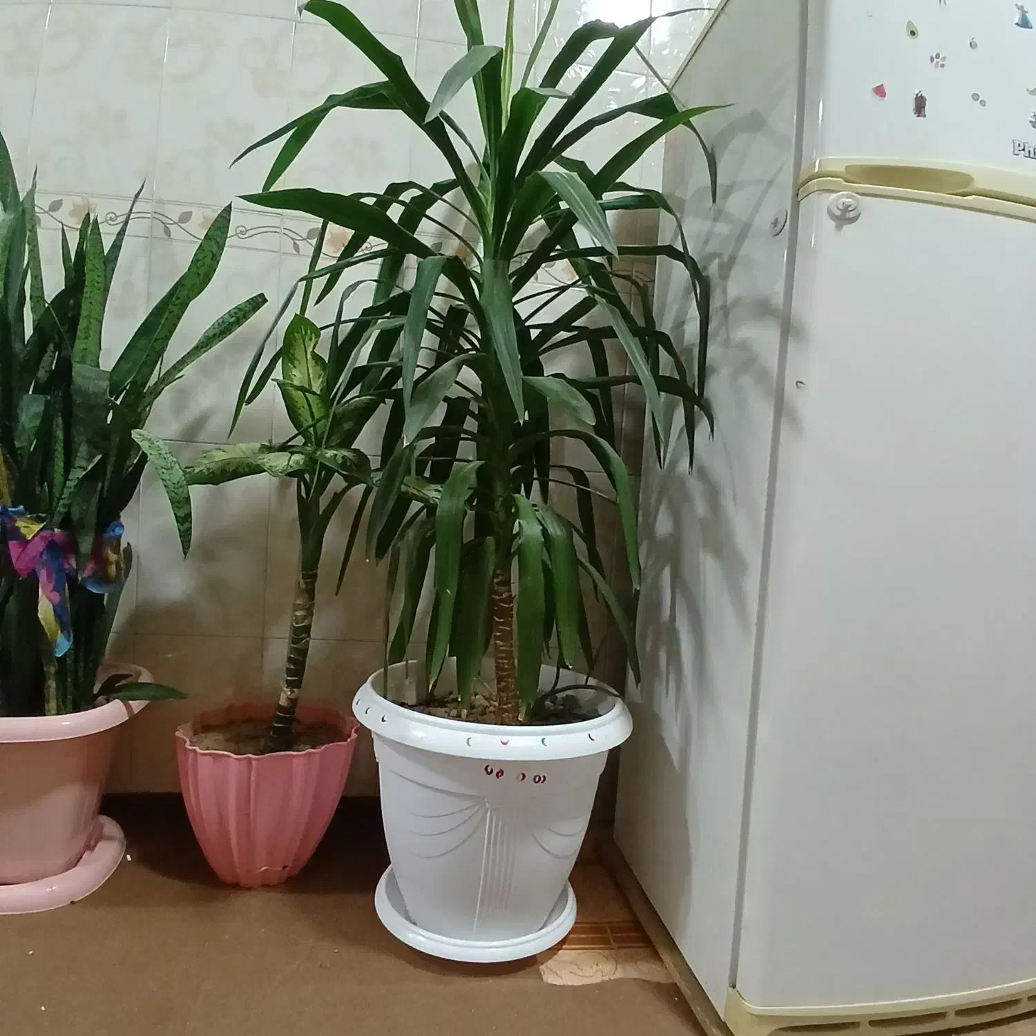 گلهای زیبا|گل و گیاه طبیعی|شهرکرد, |دیوار