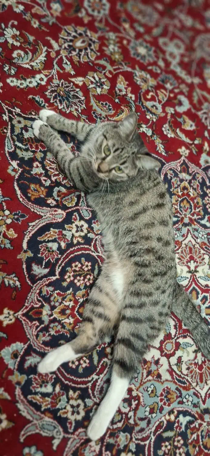 گربه dsh گمشده در محدوده چهارصدستگاه کرج|گربه|کرج, چهارصد دستگاه|دیوار