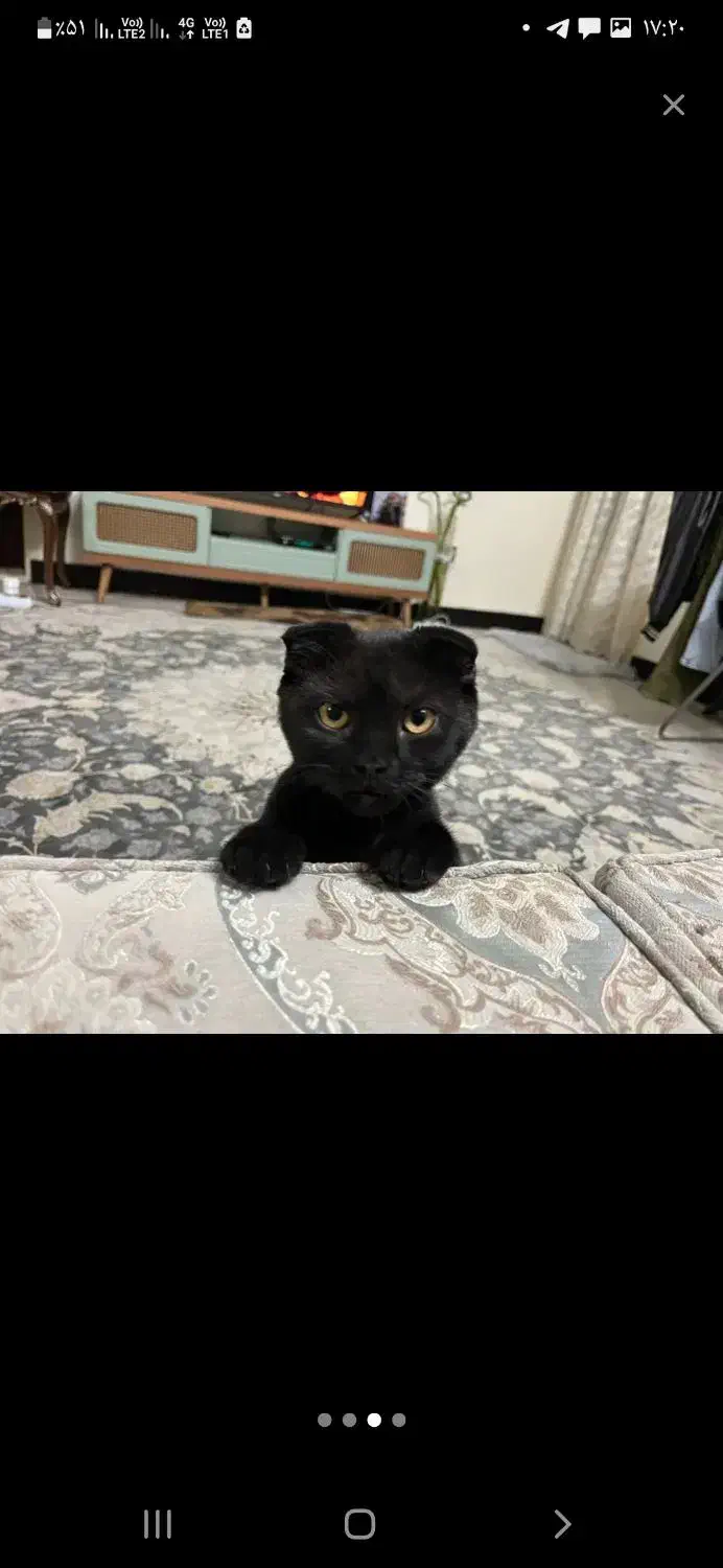 جفت گیری|گربه|تهران, شمیران‌نو|دیوار