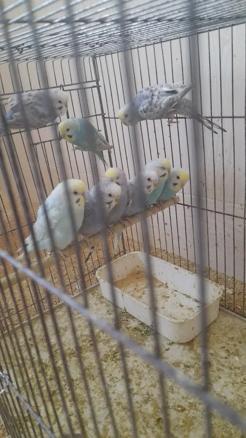 مرغ عشق|پرنده|بندر دیر, |دیوار