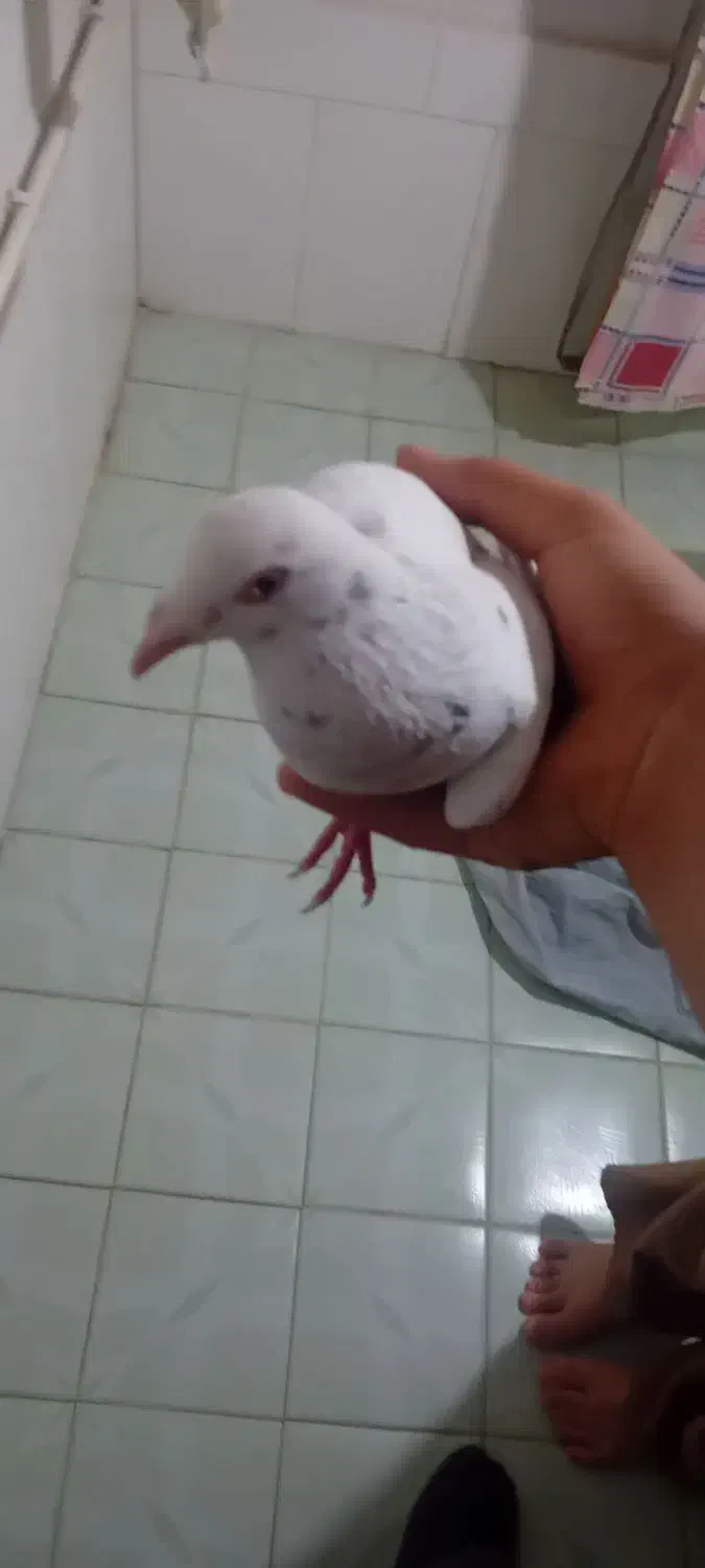 کفتر سار|پرنده|شیروان (خراسان), |دیوار