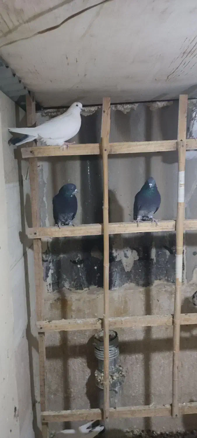 12عدد کبوتر یکجا دونه 150|پرنده|محلات, |دیوار