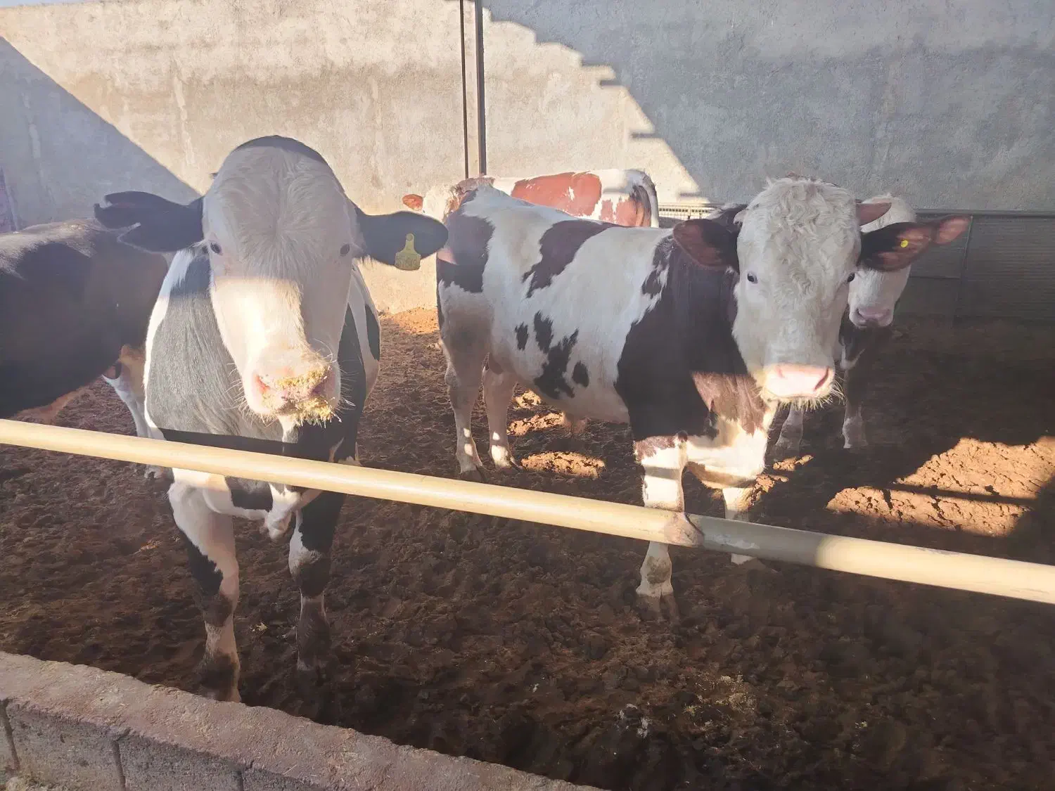 گوساله سیمینتال پروار|حیوانات مزرعه|نجفآباد, حومه نجف آباد|دیوار