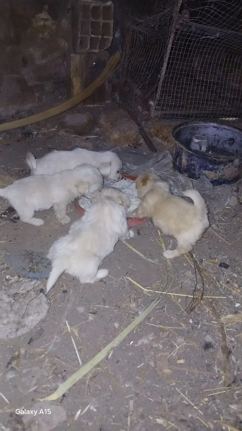 سگ پاکوتا|سگ|نرماشیر, |دیوار