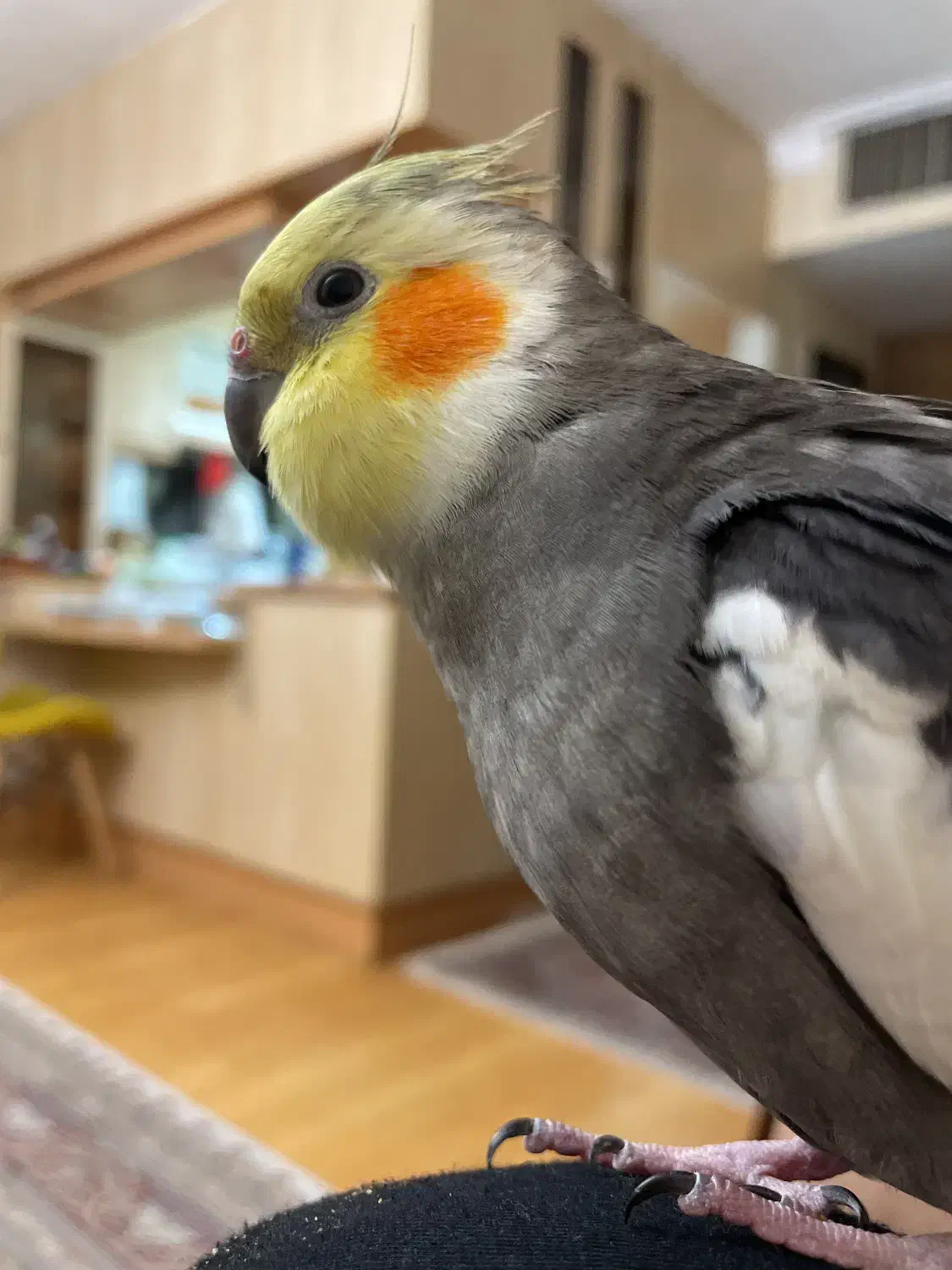 عروس هلندی گم شده در ۱۹ مرداد ماه|پرنده|تهران, چوب تراش|دیوار