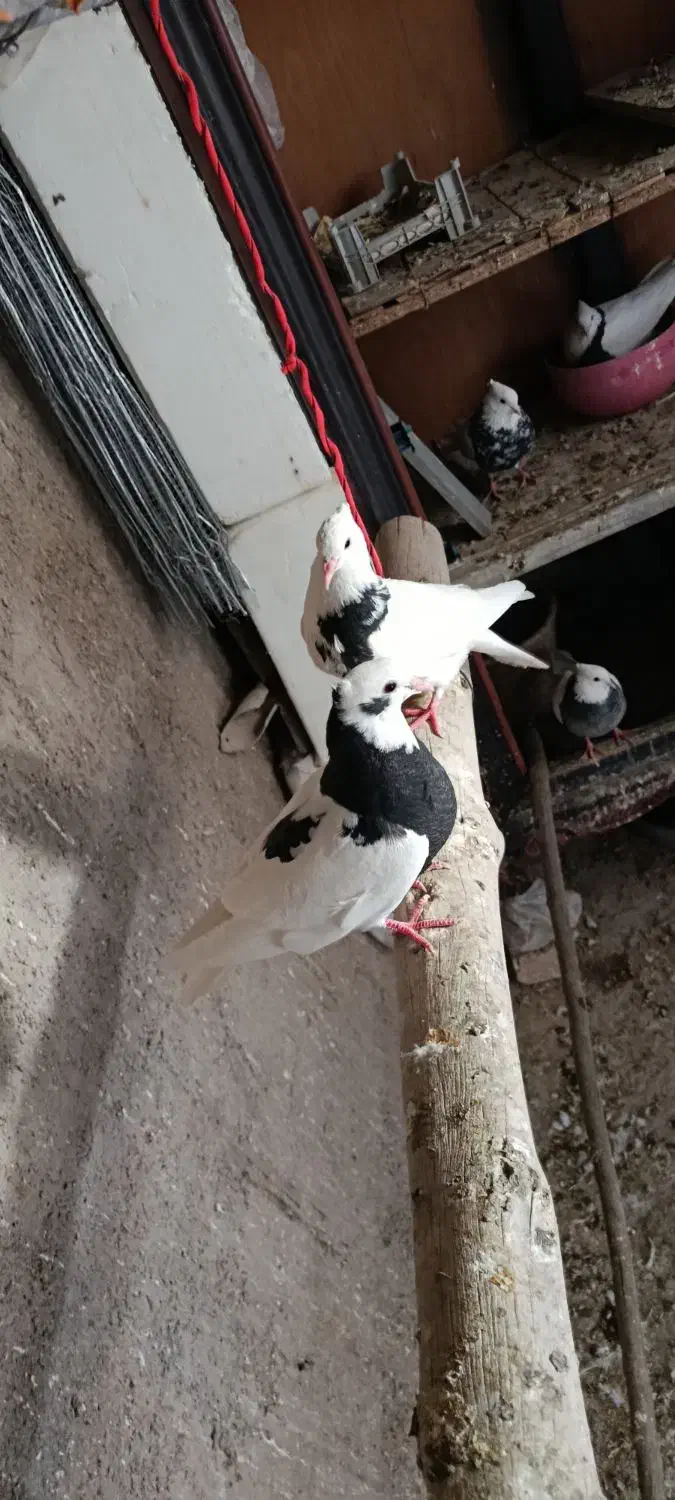 کفتر جوجه|پرنده|قم, باغ شریفی|دیوار