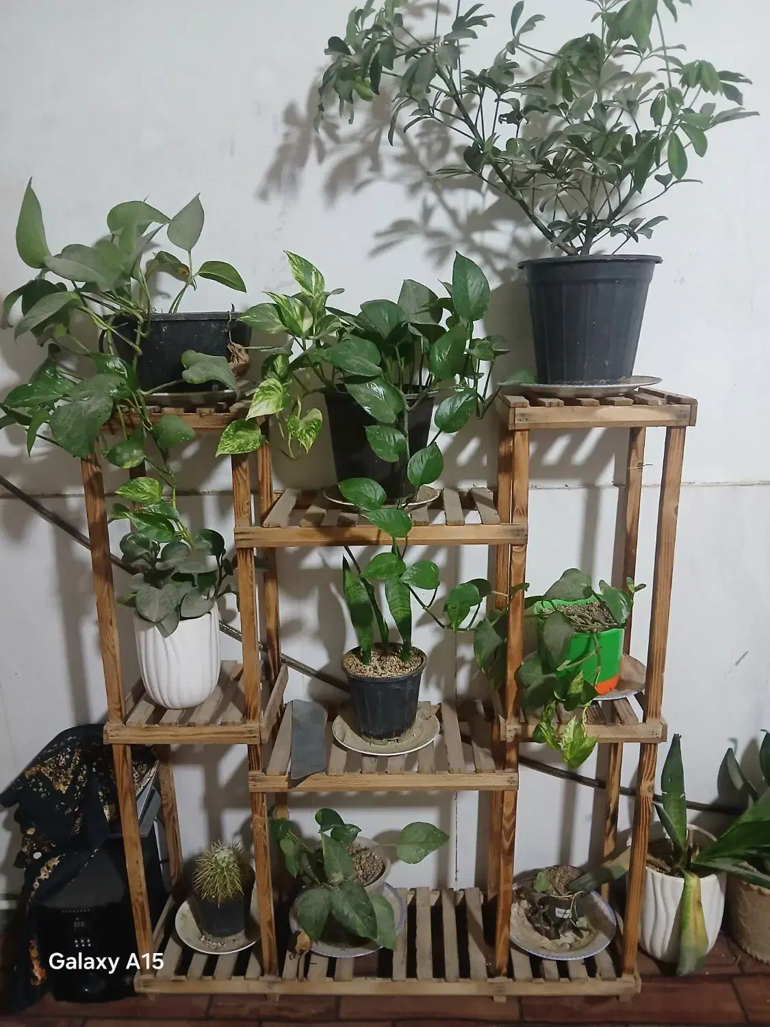 پایه گلدان|گل و گیاه طبیعی|مشهد, پنجتن|دیوار