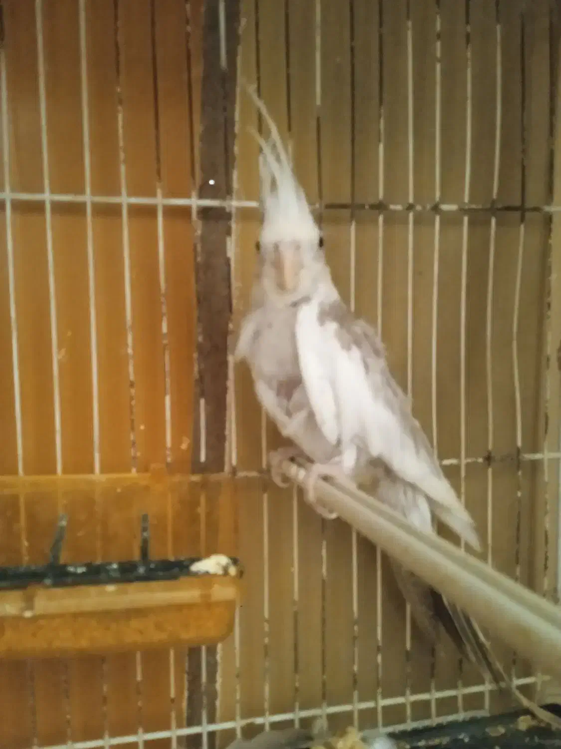 عروس هلندی|پرنده|مشهد, سجادیه|دیوار