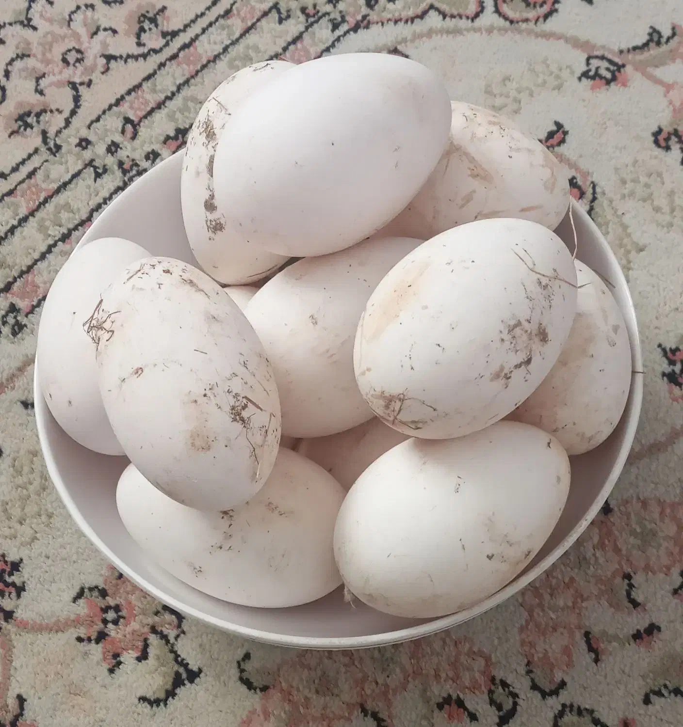 تخم غاز محلی نطفه دار|حیوانات مزرعه|قائمشهر, |دیوار