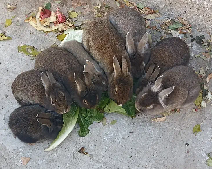 خرگوش فروشی|موش و خرگوش|ماکو, |دیوار