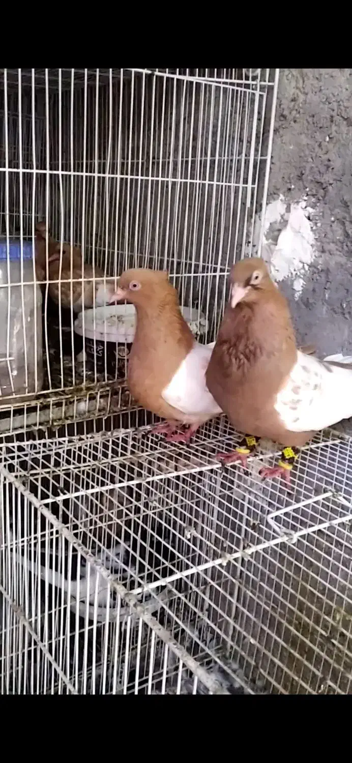 کبوتر گرفتنی صید بار کبوتر|پرنده|نیشابور, کوی یغما|دیوار