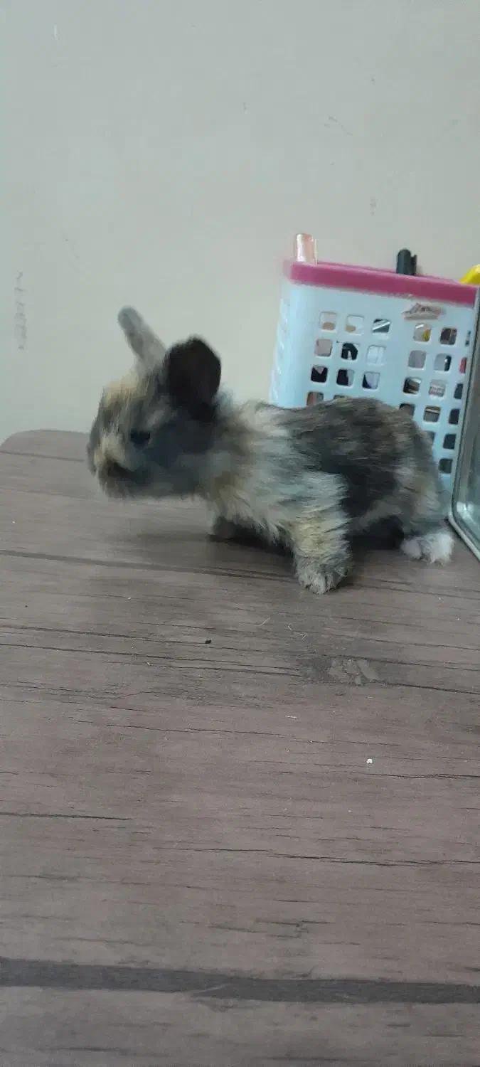 خرگوش لوپ|موش و خرگوش|سبزوار, پاسداران|دیوار