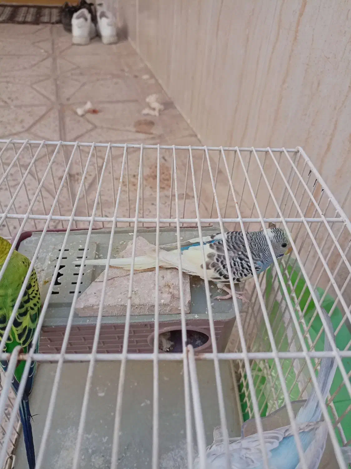 ۳عدد مرغ عشق با لوازم|پرنده|مشهد, خواجه ربیع|دیوار