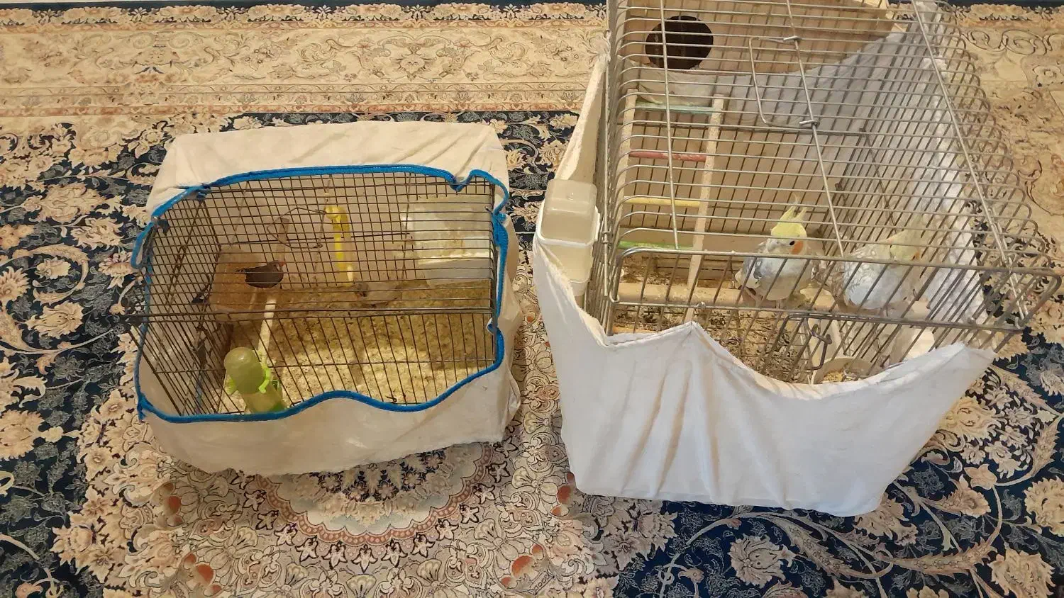 عروس هلندی. فنچ مولد|پرنده|تهران, شهرک رضویه|دیوار