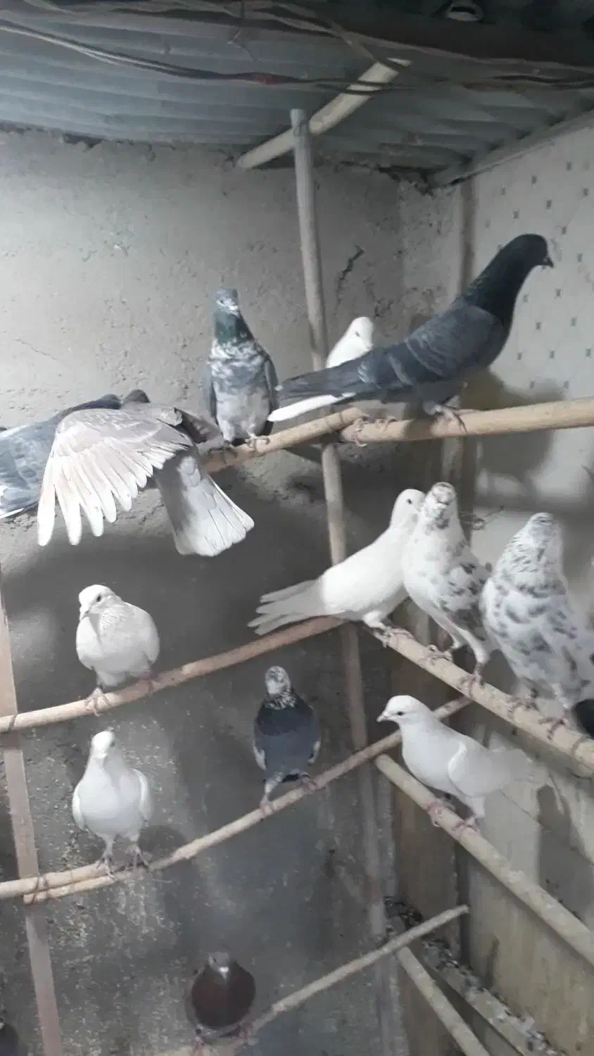 کفتر خوب .قفس .جوجه پرون غلامی|پرنده|ری, ولی آباد|دیوار