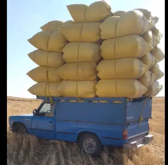 کاه گندم تحویل در محل شما|حراج|لنگرود, |دیوار