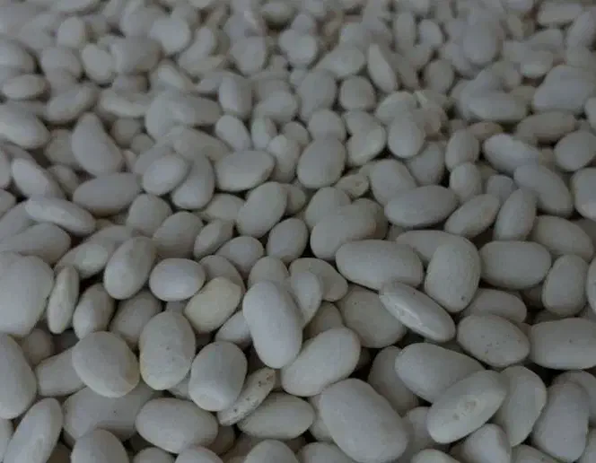 فروش لوبیا سفید و قرمز  دست چین و بوجارشده|خوردنی و آشامیدنی|آران و بیدگل, |دیوار