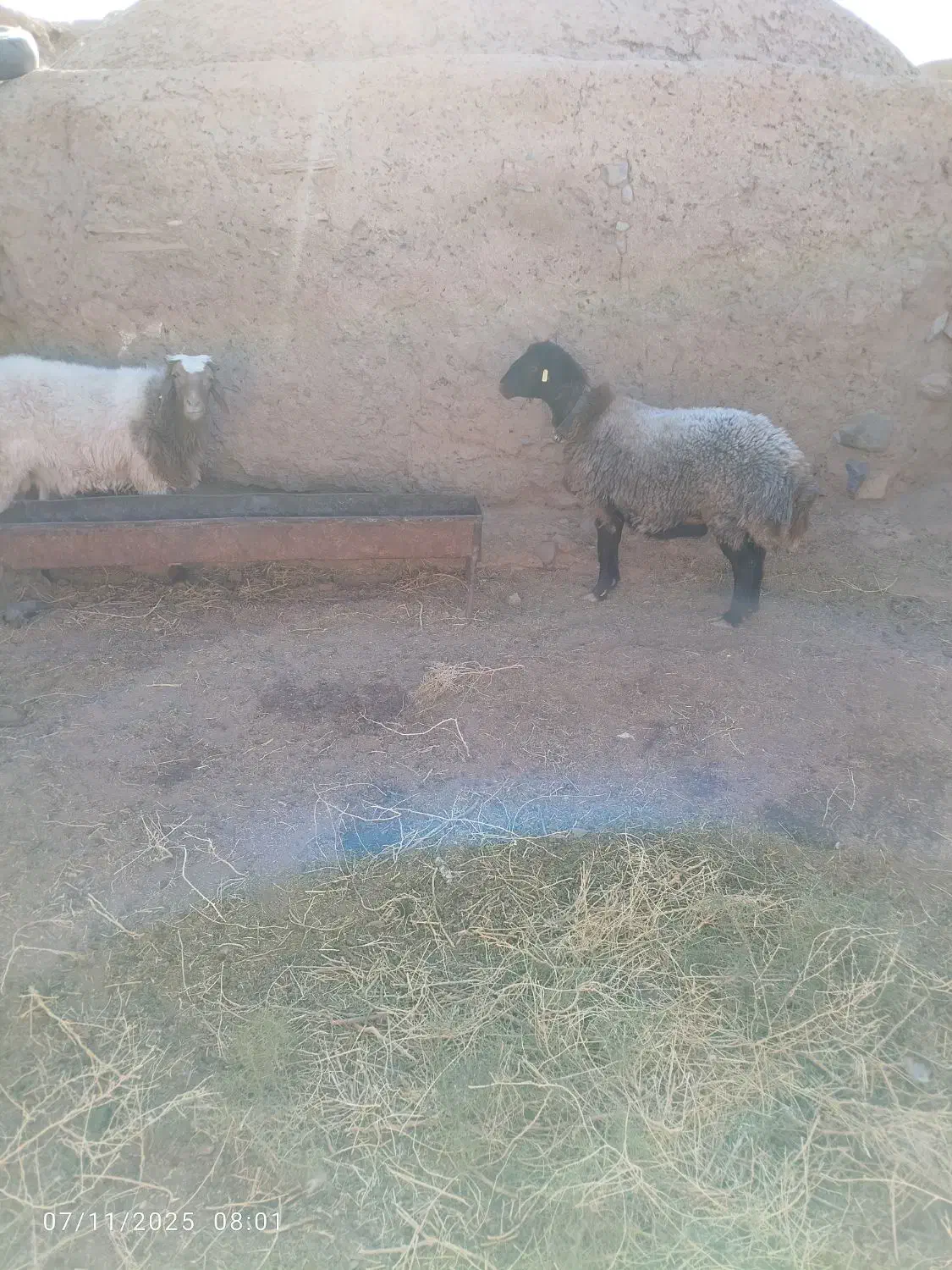 سلام شیشک خوش تخم فروشی|حیوانات مزرعه|فردوس (خراسان), |دیوار