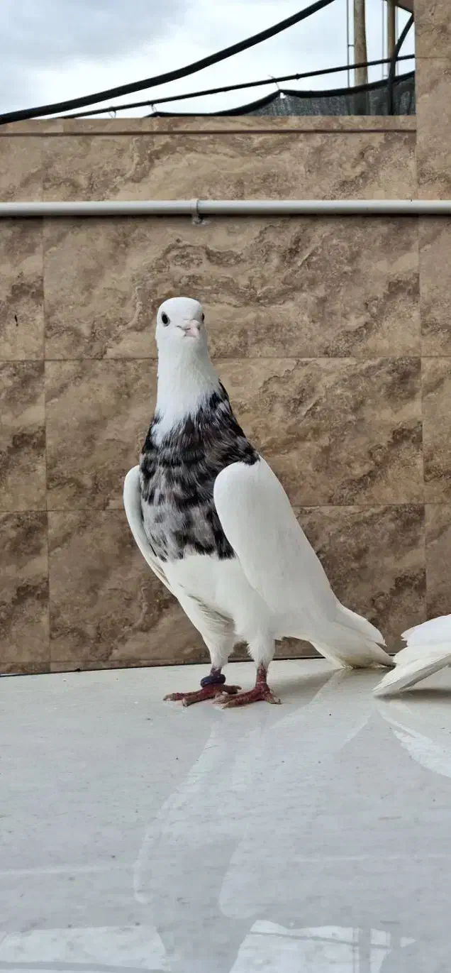 کبوتر|پرنده|خرمشهر, |دیوار