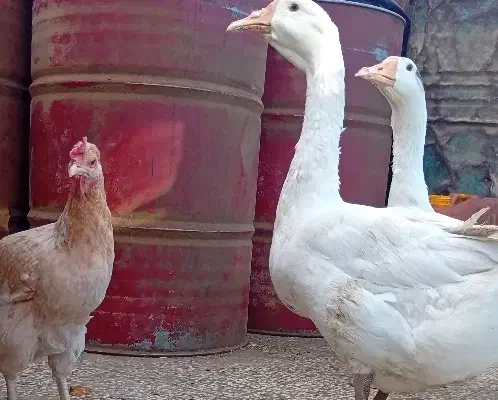 غاز|حیوانات مزرعه|زابل, |دیوار