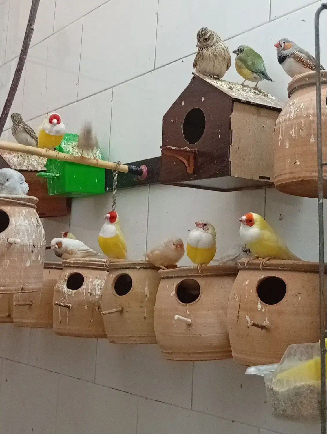 فنچ سانان|پرنده|ساوه, |دیوار