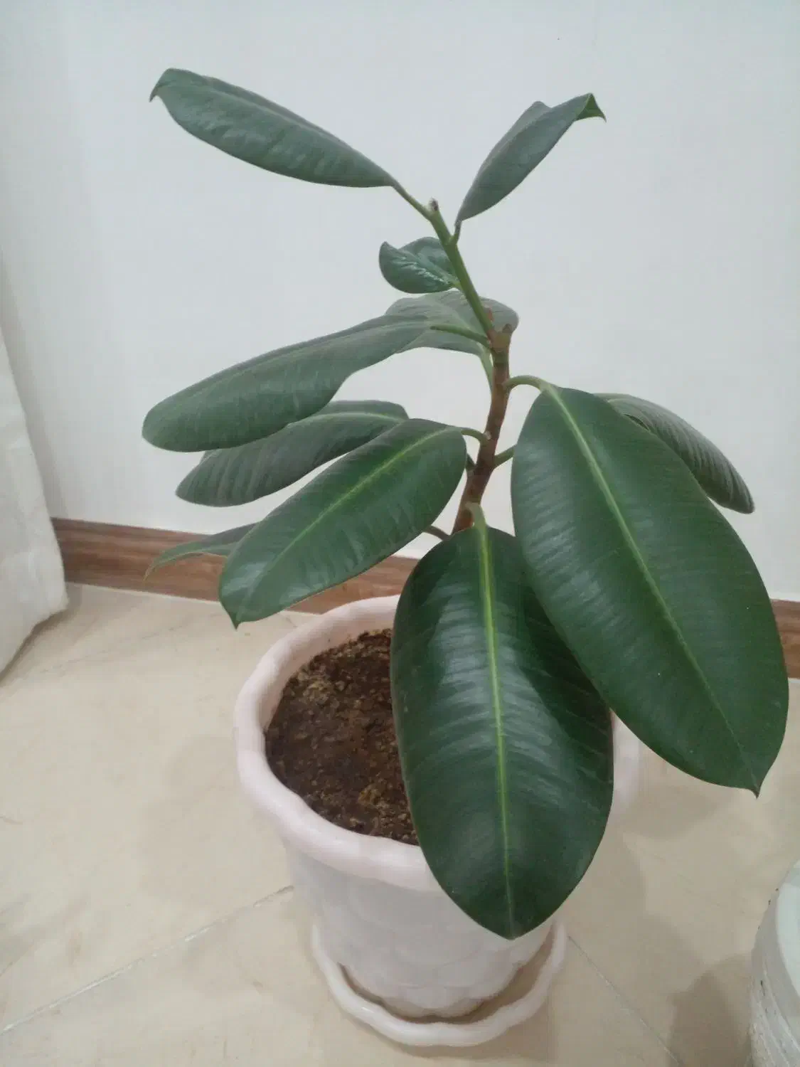 گل طبیعی|گل و گیاه طبیعی|فردیس, فردیس|دیوار