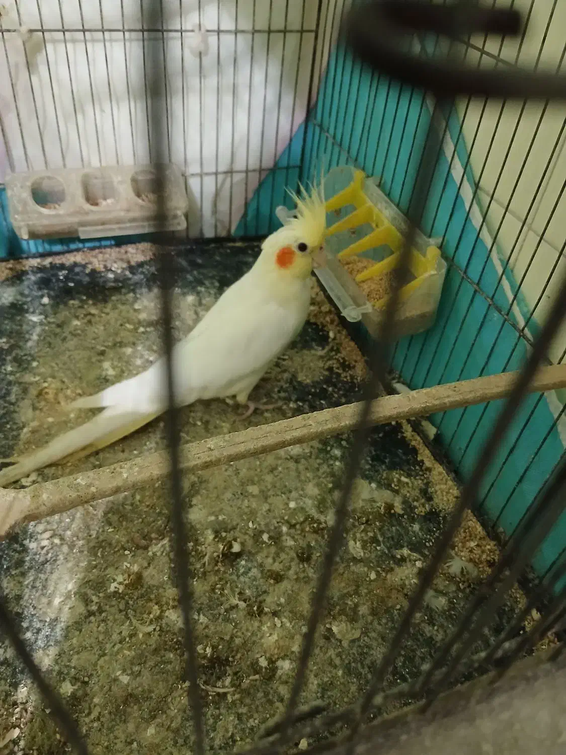 عروس هلندی ۳ماهه ومرغ عشق ماده|پرنده|گرگان, |دیوار