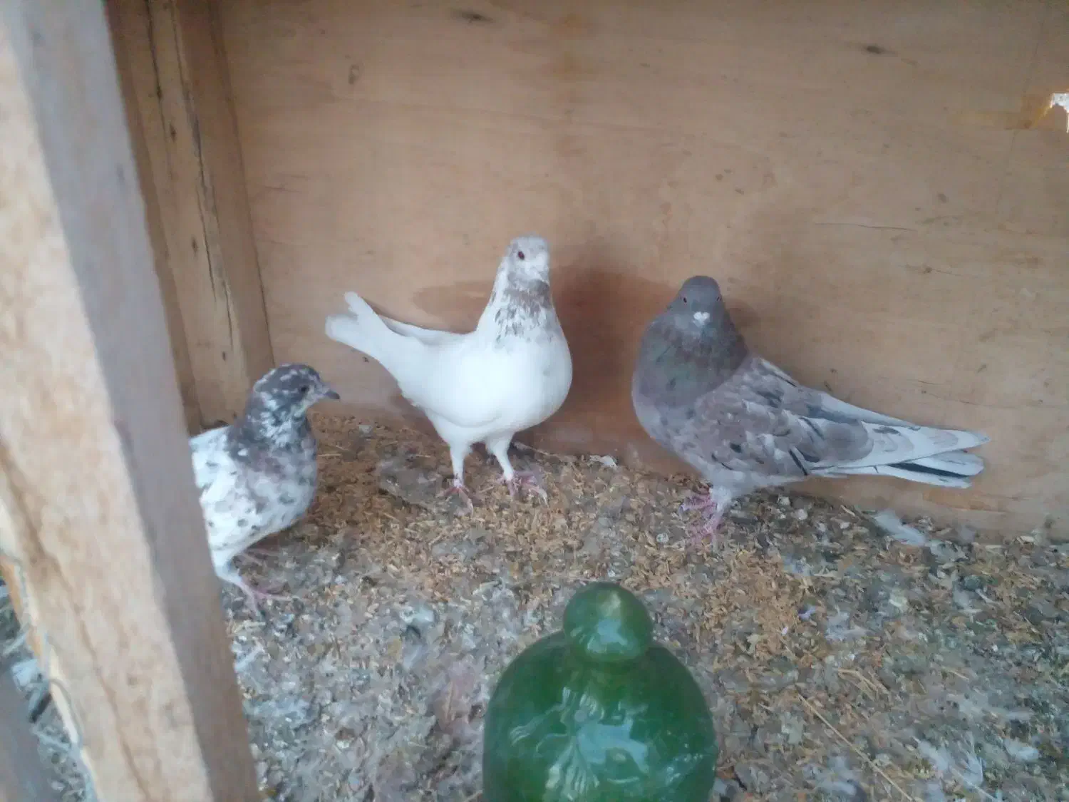 ۳ عدد کبوتر پرشی غریب|پرنده|سقز, |دیوار