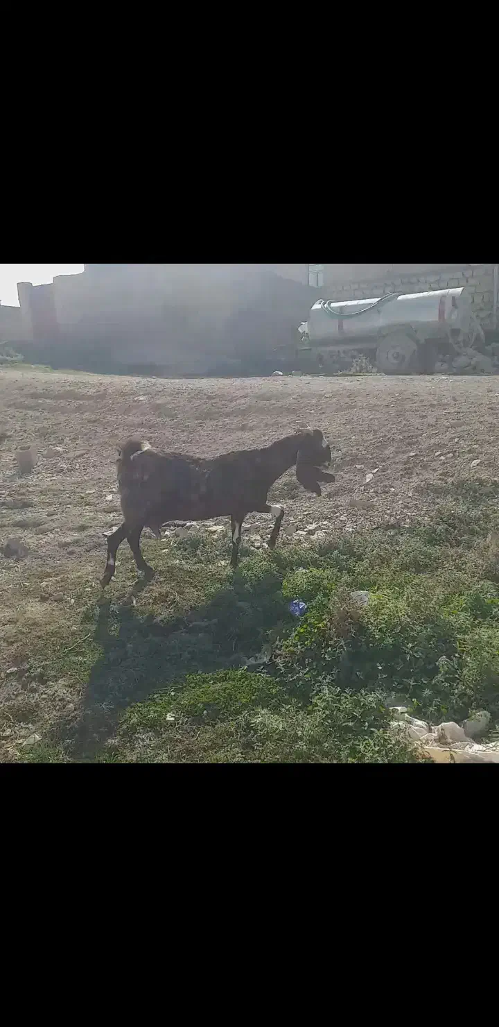 بز افغانی|حیوانات مزرعه|سیوان, |دیوار